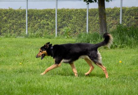 WINNIETOUCH, Schäfer Mischling, männlich, 6 Jahre