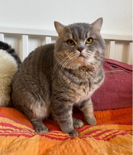 DA VINCI, BKH, männlich, 3 Jahre