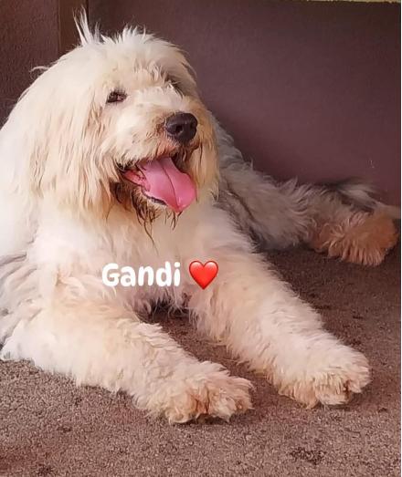 GANDALF, Bobtail, männlich, 7 Jahre