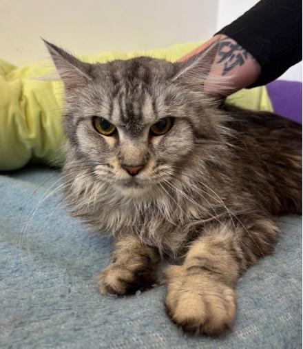 MARIE & TOULOUSE, Maine Coon, ?, 4 Jahre