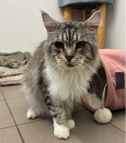 MARIE & TOULOUSE, Maine Coon, ?, 4 Jahre