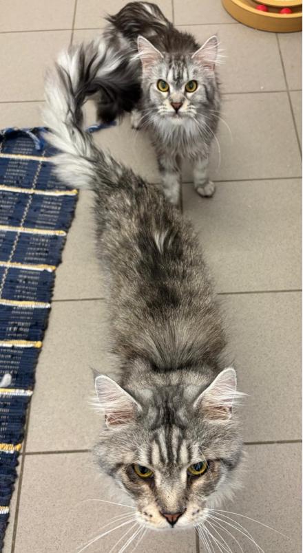 MARIE & TOULOUSE, Maine Coon, ?, 4 Jahre