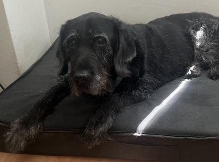 !PRIVAT neues ZUHAUSE GESUCHT! dominik.krumboeck@outlook.de, Schnauzer-Mix, männlich, 13 Jahre